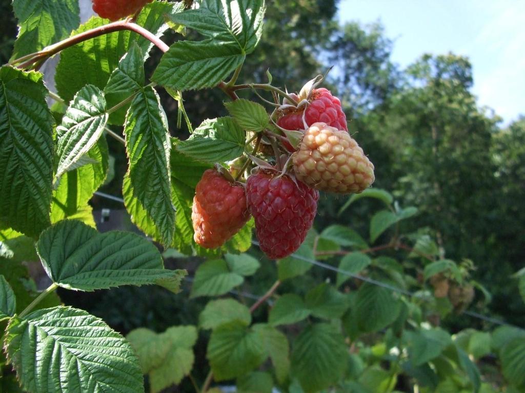 Agriturismo Cascina Rossano Provaglio d'Iseo Exterior foto