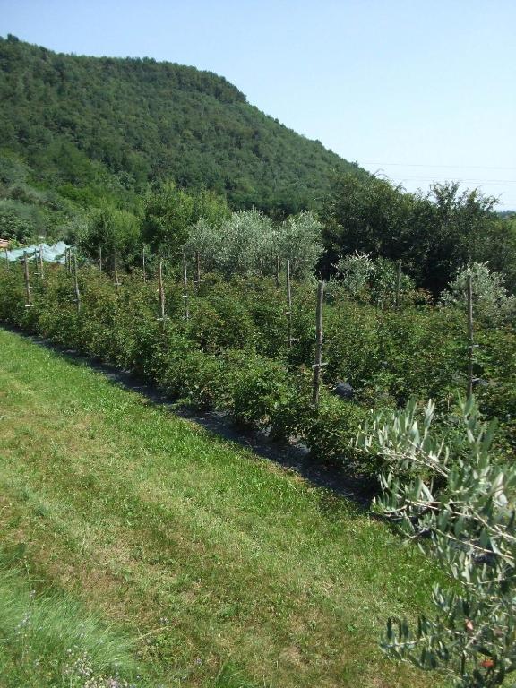 Agriturismo Cascina Rossano Provaglio d'Iseo Exterior foto